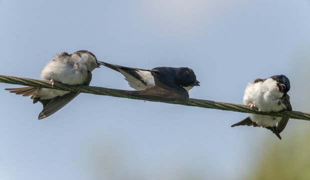 Defensive behavior, Delichon urbica, house martin, house martins, parasite defense, birds, passeri, songbirds, birds