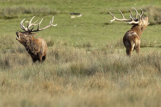 Red deer (Cervus elaphus), Two deer roaring during the rut