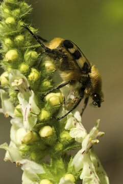 Bee Beetle (Trichius fasciatus) perched on a flower, Feldthurns, Bolzano-Bozen, Italy