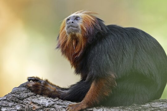 Golden-headed lion tamarin or golden-headed lion tamarin (Leontopithecus chrysomelas), captive, occurring in Brazil
