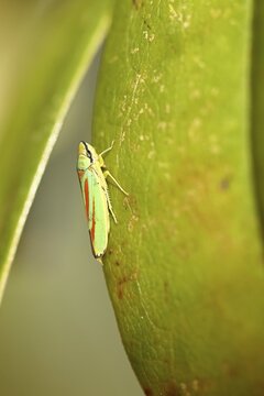 Rhododendron (Rhododendron) leafhopper (Graphocephala fennahi) sitting on leaf of a rhododendron, Wilden, North Rhine-Westphalia, Germany