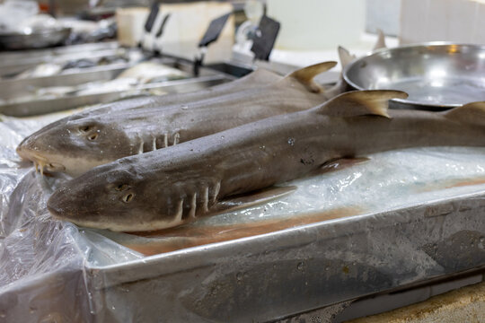 Freshly caught small sharks displayed on ice at a seafood market stall, ready for sale. Close-up shot highlighting the texture and gills.