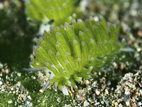 Green nudibranch, leaf sheep snail (Costasiella kuroshimae), on sandy ground in the sea. The snail is also known as Shaun the Sheep. Sea snail with kleptoplastids. The chloroplasts taken up by the green alga Avrainvillea lacerata and stored in its own body are clearly visible. Body length approx. 3 mm. Dive site Puri Jati, Umeanyar, Bali, Indonesia
