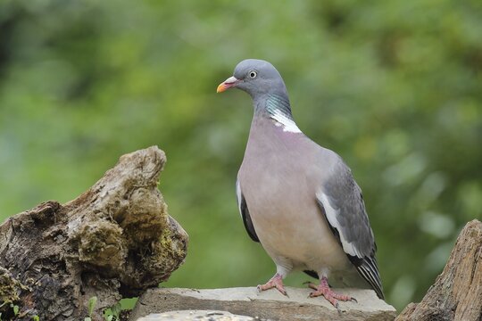 Common wood pigeon (Columba palumbus), sitting at a weir for wild boar, Wilden, North Rhine-Westphalia, Germany