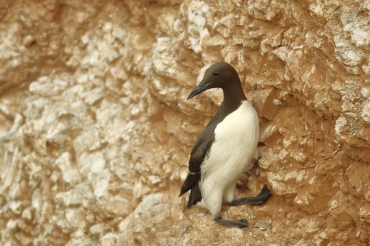 Common guillemot (Uria aalge), adult, on sandstone cliffs on the steep coast, Heligoland, North Sea, Germany