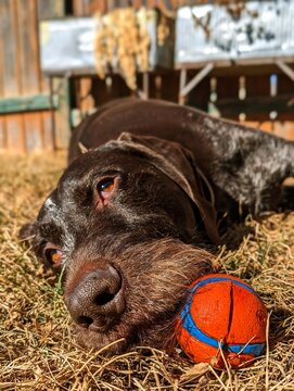 dog content and happy with ball