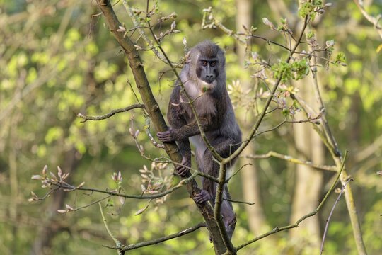 A young Drill (Mandrillus leucophaeus) sits high up in a tree, eating something. A green forest can be seen in the background