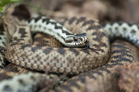 European adder, European viper, venomous snake, vipera berus, critters, female, poisonous reptiles, male, mating, male, mating, reptilia, reptiles, snakes, snakes, female