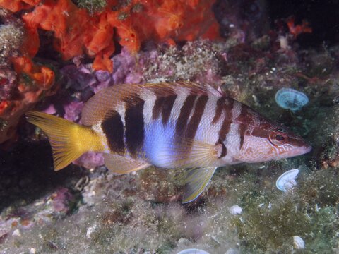 A colourful fish with yellow and white stripes, the scribe wrasse (Serranus scriba), swims in front of colourful corals at the Cap de Creus Marine Protected Area dive site, Rosas, Costa Brava, Spain, Mediterranean Sea