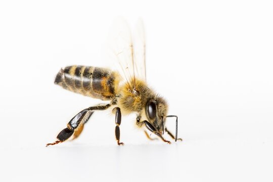 Honeybee (Apis mellifera), Vechta, Lower Saxony, Germany