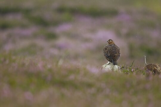 Red grouse (Lagopus lagopus scotica) adult female bird on a Summer moorland in flowering Heather plants during a rain storm, Yorkshire, England, United Kingdom