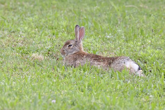 Wild rabbit (Oryctolagus cuniculus), lying in a meadow, fully grown, alert, wildlife, animals, rodent, Podersdorf, Lake Neusiedl-Seewinkel National Park, Burgenland, Austria
