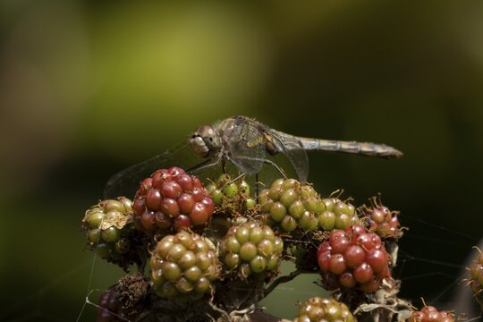 Common darter dragonfly (Sympetrum striolatum) adult female insect on a blackberry fruit in the summer, England, United Kingdom