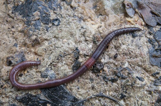 Annelida, clitellata, earthworm, shingles, lumbricidae, oligochaeta, annelids, few bristles, earthworm