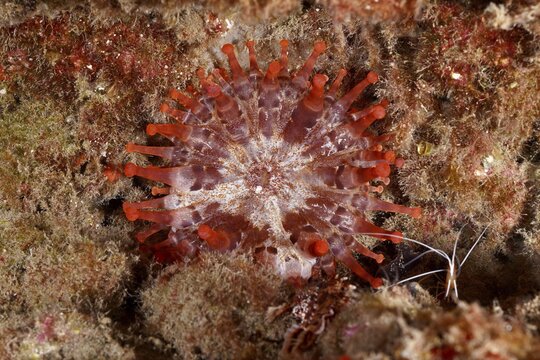 Ring anemone (Telmatactis cricoides) with bright orange tentacles, dive site: Pasito Blanco Reef, Arguinegu&iacute;n, Gran Canaria, Spain, Atlantic Ocean