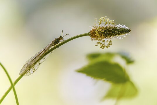 Antmaids, Euroleon nostras, spotted winged ant maid, Myrmeleontidae, Neuroptera, Suffolk antlion, insects, web-winged birds