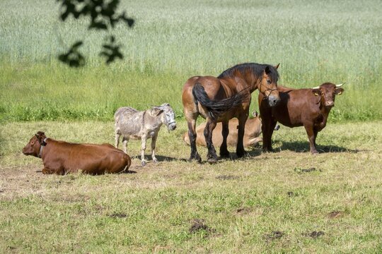 Artiodactyla, bos primigenius taurus, cattle, donkey, equus asinus, equus caballus, donkey, even-toed ungulate, house donkey, domestic horse, pet, horse, odd-toed ungulates, cloven-hoofed, perissodactyla, grazing, domesticated animals, extensive grazing, pet keeping, horses, cow, mammals, horses, cattle, mammals, unpaired ungulates