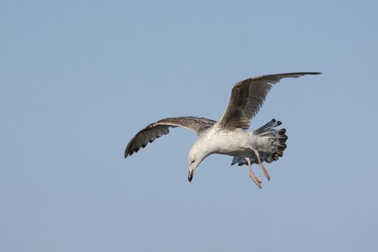 A herring gull (Larus argentatus) in its first-winter plumage hunting for young herring (Clupea harengus), aerial photograph, fishing, hunting for fish, beach, beach bird, coastal bird, May, Thorsminde, Denmark