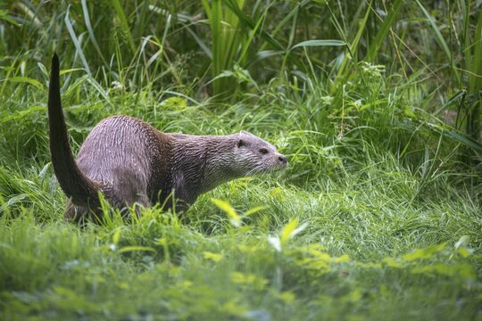 Carnivora, Eurasian otters, Lutra Lutra, predators, mammals, martens, raptors, mammals
