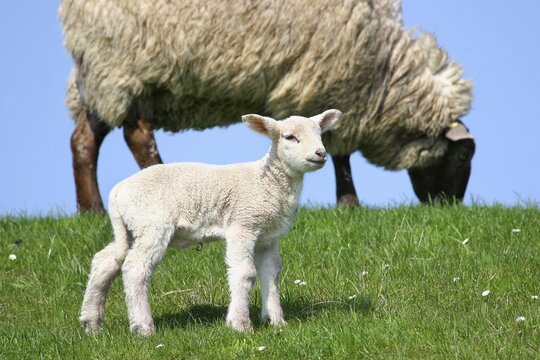 Sheep (Ovis ammon f.aries), lamb and ewe, Schleswig-Holstein, Germany