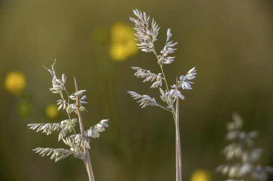 Holcus lanatus, honeygrass, meadow soft grass, velvet grass, wooly honeygrass, Yorkshire fog, flora, plants, plants