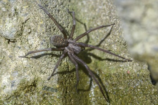 Dustbunny spider, eratigena atrica, eratigena atrica cf., large house angle spider, house spider, house funnel spider, cellar spider, tegenaria atrica, angle spider, spider, spiders