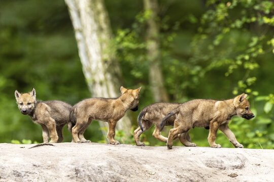 Four wolf pups explore a rocky area in the forest, they seem curious and cautious, European grey gray wolf (Canis lupus), Germany