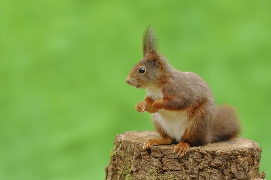 Eurasian red squirrel (Sciurus vulgaris) sitting on a tree stump, North Rhine-Westphalia, Germany