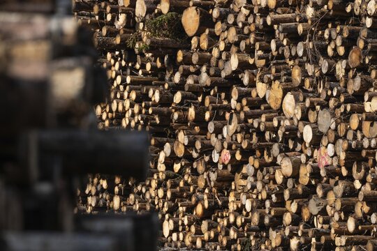 Logs, spruce logs, roundwood, storage, timber industry, Sunndals&oslash;ra, Tingvollfjorden, Sunndal Municipality, M&oslash;re og Romsdal Province, Norway