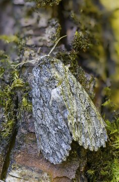 Acronicta aceris, maple bark owl, horse chestnut owl, high size, portrait, insects, moths, moths, butterflies, sycamore