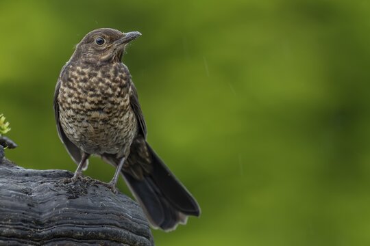 A blackbird (Turdus merula) that fledged a few days ago uses a tree fungus as a perch, garden bird, sweet, cute, baby animals, June, Germany