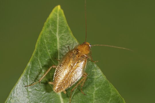 Bechstein's forest cockroach (Ectobius vittiventris) sitting on a green leaf in a natural environment, Baden-W&uuml;rttemberg, Germany