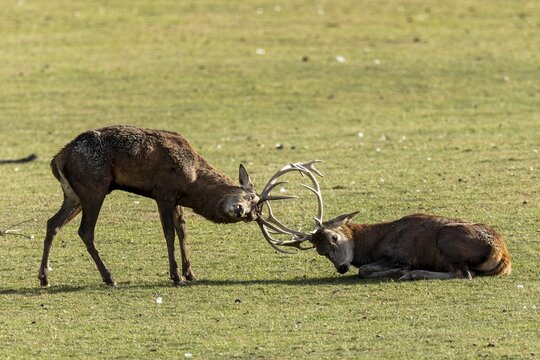 Red deer (Cervus elaphus), stag fighting during the rutting season
