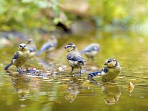 Blue tits (Cyanistes caeruleus) standing in shallow water with mirror image, Solms, Hesse, Germany
