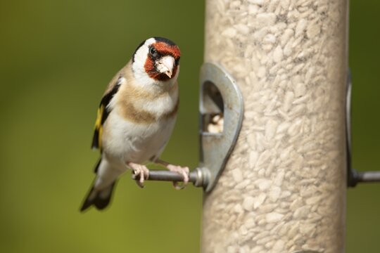 European goldfinch (Carduelis carduelis) adult garden bird eating sunflower hearts from a bird feeder, England, United Kingdom