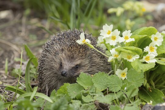 European hedgehog (Erinaceus europaeus) adult animal next to wild primrose flowers in the spring, England, United Kingdom