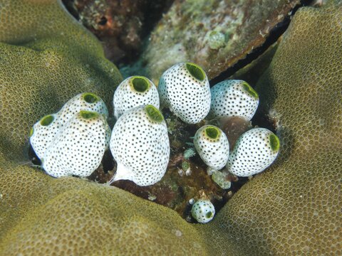 White tunicates with green edges, Green Urn Sea Squirt (Atriolum robustum), nestled amongst corals underwater, Twin Reef dive site, Penyapangan, Bali, Indonesia