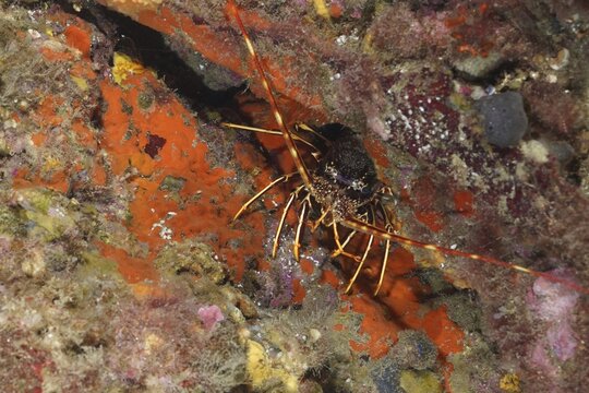 A European spiny crayfish (Palinurus elephas) sits between orange and brown rocks on the seabed, dive site Giens Peninsula, Mediterranean Sea, Porquerolles, Provence, C&ocirc;te d'Azur, France