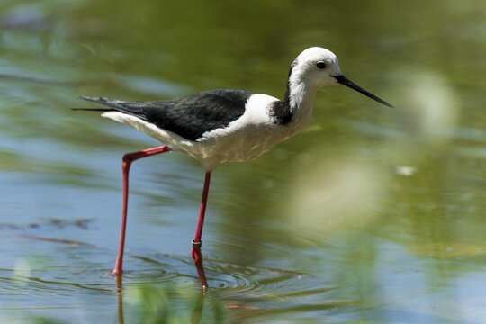 A bird with long red legs standing in shallow water, Stilt (Himantopus himantopus), France