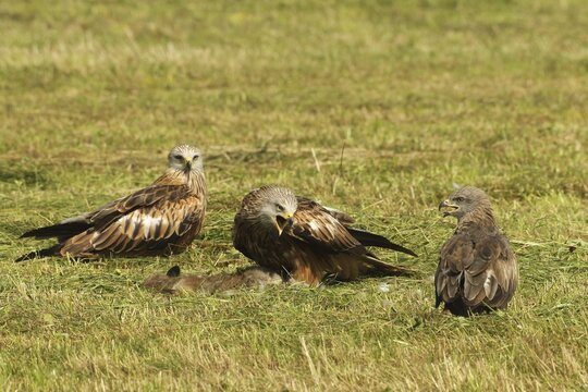 Red kite (Milvus milvus) adult birds on dead young fox (Vulpes vulpes) on freshly mown meadow, fledgling begs parent for food with open beak, Allg&auml;u, Bavaria, Germany, Allg&auml;u, Bavaria, Germany