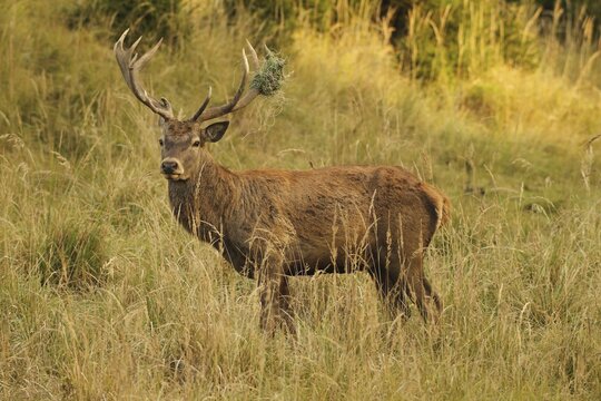 Red deer (Cervus elaphus) deer with wire mesh in left antler pole secures tall, dry old grass in the evening light, Allg&auml;u, Bavaria, Germany, Allg&auml;u, Bavaria, Germany
