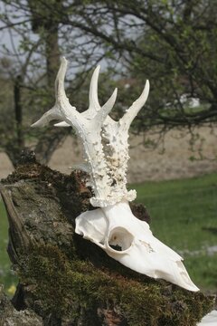 Roe deer (Capreolus capreolus) Roe buck, road accident, buck had not yet finished pushing the horns, was still covered in velvet on the day of the accident, therefore appears white after boiling, Lower Austria, Austria, Lower Austria, Austria