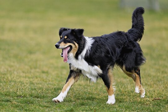 Mixed breed dog between Border Collie and Australian Shepherd jumps across meadow, Switzerland