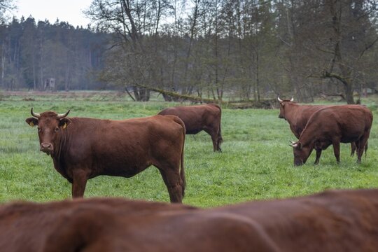 Artiodactyla, Bavaria, Bos Taurus sspec.5, cattle, even-toed ungulate, H&ouml;henvieh, Upper Palatinate, cloven-hoofed, Rotes H&ouml;henvieh, Tirschenreuth, Waldnaab, Waldnaabaue, wild willows Waldnaabaue, domesticated animals, extensive grazing, pet, mammals, cattle, mammals