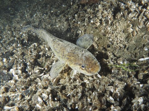 A burbot (Lota lota) swims over mussels on a sandy bottom under water. Dive site Riff Williams, Herrliberg, Lake Zurich, Canton Zurich, Switzerland