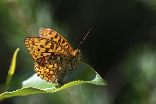 Argynnis adippe, Fabriciana adippe, fiery mother-of-pearl butterfly, high brown fritillary, mother-of-pearl butterfly, butterfly, butterflies, butterflies