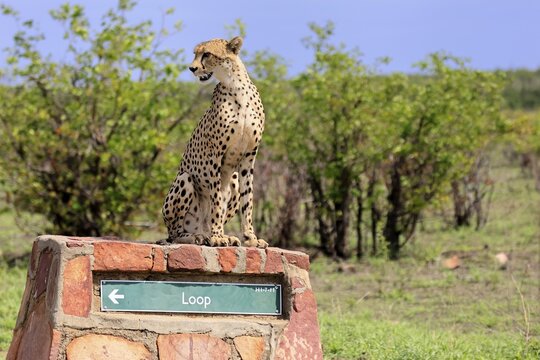 Cheetah (Acinonyx jubatus), adult, sitting, on a signpost, alert, Limpopo Province, Kruger National Park, South Africa