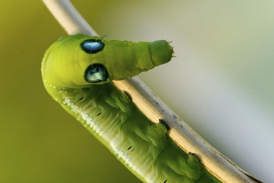 Army green moth, daphnis nerii, oleander hawk-moth, oleander swarmers, inchworm, insects, moths, moths, moths, caterpillars, butterflies