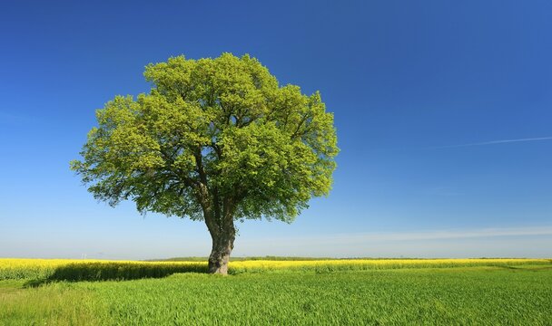 Cultural landscape in spring, solitary linden tree (Tilia), cereal and rape fields, blue sky, Burgenlandkreis, Saxony-Anhalt, Germany