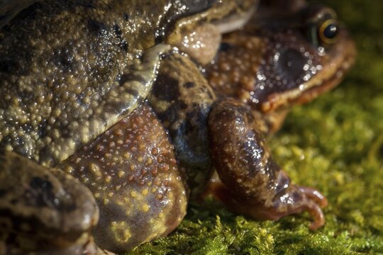 Amplexus, common frog, Rana temporaria, amphibians, amphibians, frog, frog, frogs, spring, clasp grip, amphibians, mating, jumping